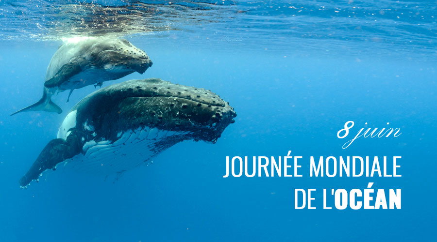Journée mondiale de l'océan 