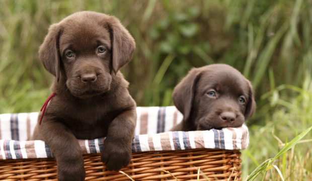 Allergies aux animaux