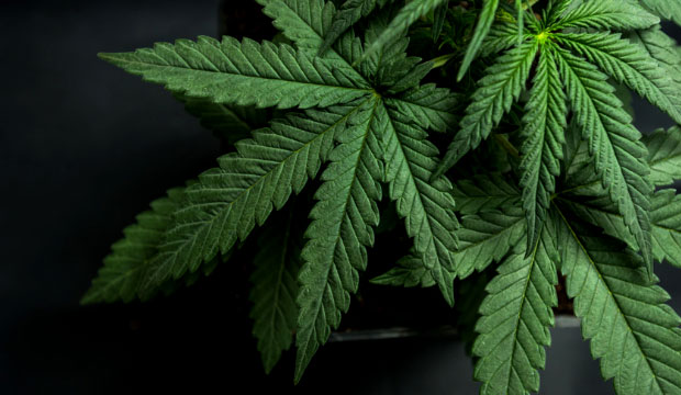 Les effets du cannabis sur la santé physique et mentale