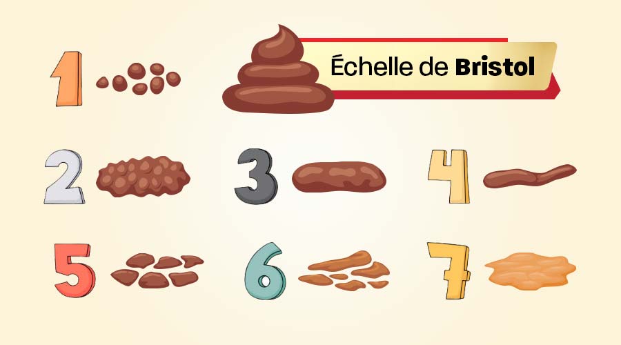 Les 7 types de selles selon l'échelle de Bristol (image et infographie)