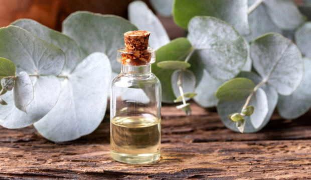 Les bienfaits de l'eucalyptus