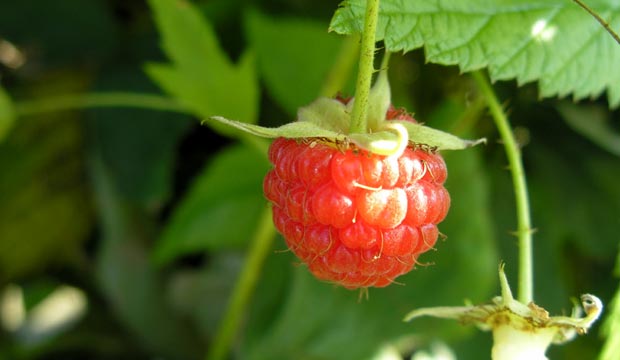 Les aliments biologiques