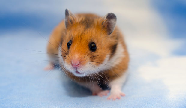 Apprendre à dompter son hamster intérieur
