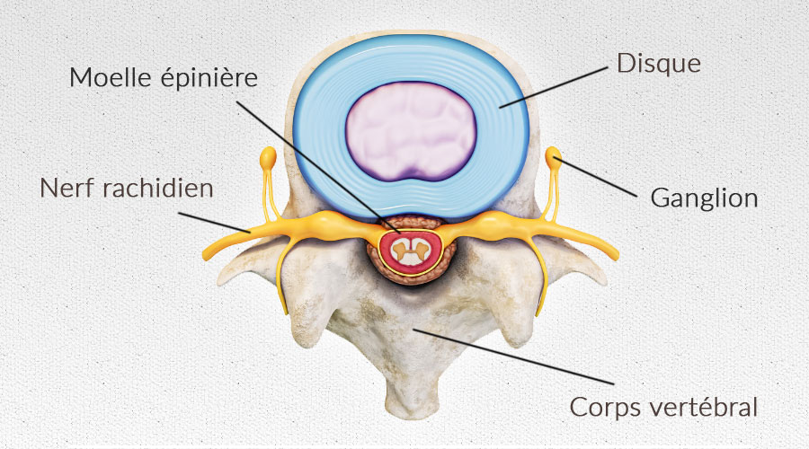 Principales fonctions de la moelle épinière