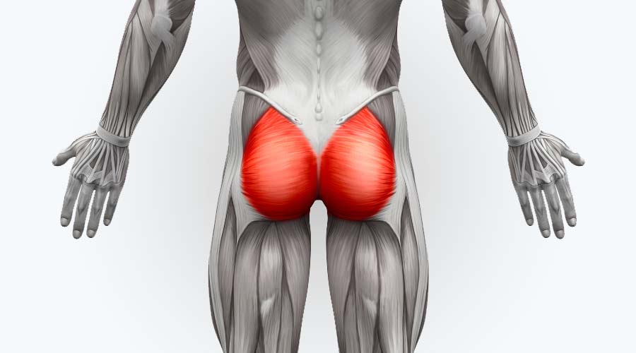 Muscles des fesses : l'importance du développement musculaire des fessiers