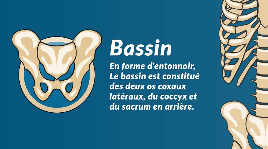 Le bassin : un ensemble complexe d'os solides