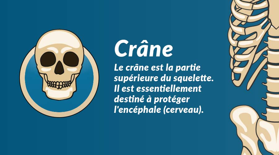 Le crâne : la protection du cerveau