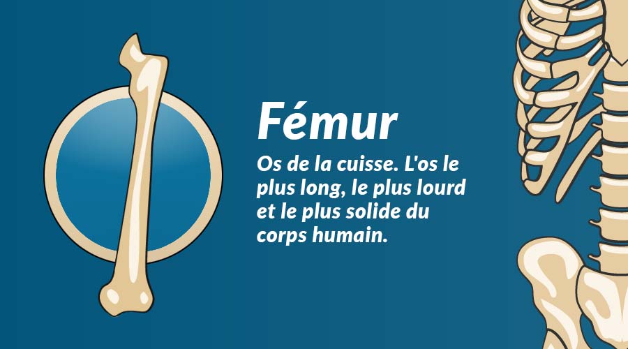 Le fémur : le pilier central du squelette