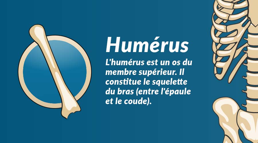 L'humérus : l'os le plus long du bras