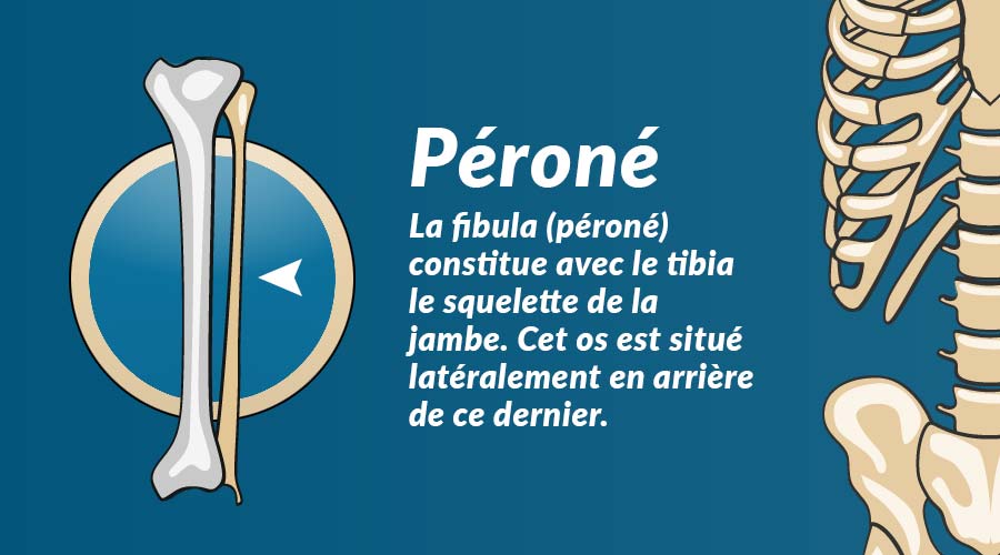 Le péroné (fibula) : os de la jambe inférieure