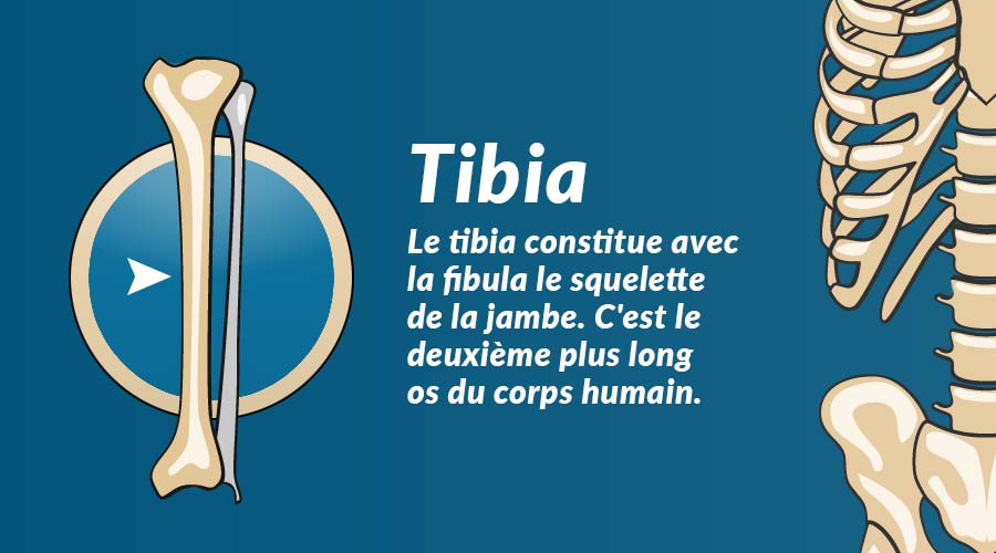 Le tibia : os de la jambe inférieure