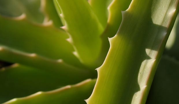 Les plantes médicinales