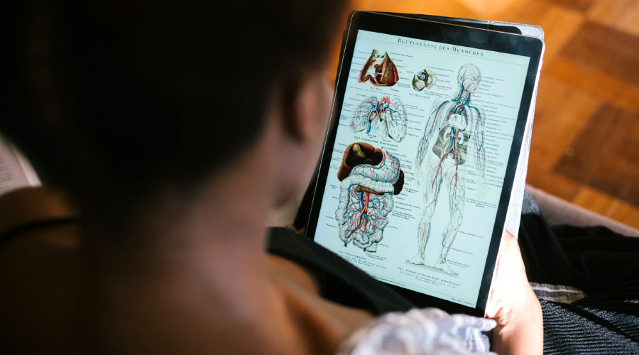 Les principaux organes du corps humain
