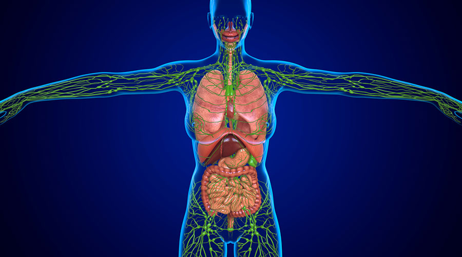 Le système lymphatique