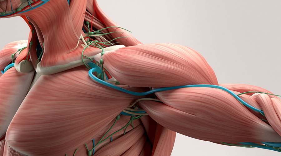 Anatomie et fonctionnement du système musculosquelettique