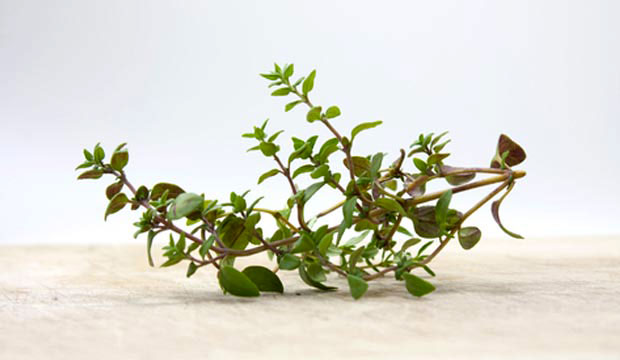 La phytothérapie