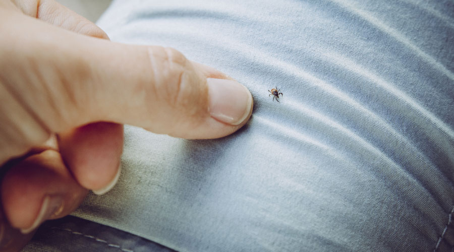 Qu'est-ce que la maladie de Lyme?