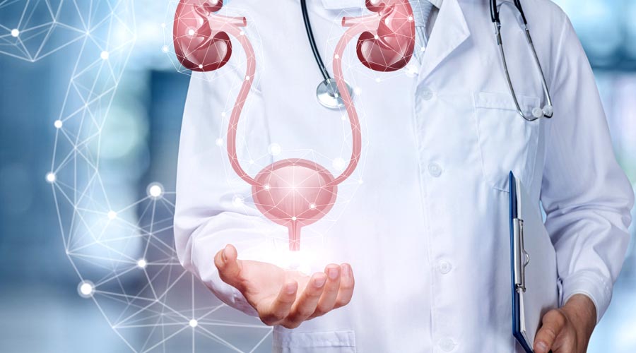 Comment fonctionne la vessie?