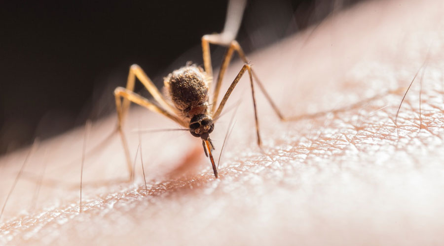 Le virus du Nil occidental (VNO)
