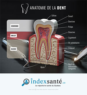 Anatomie de la dent