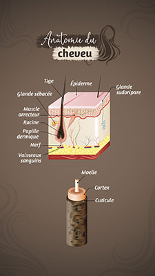 Anatomie du cheveu