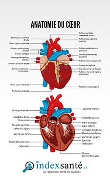 Anatomie du cœur