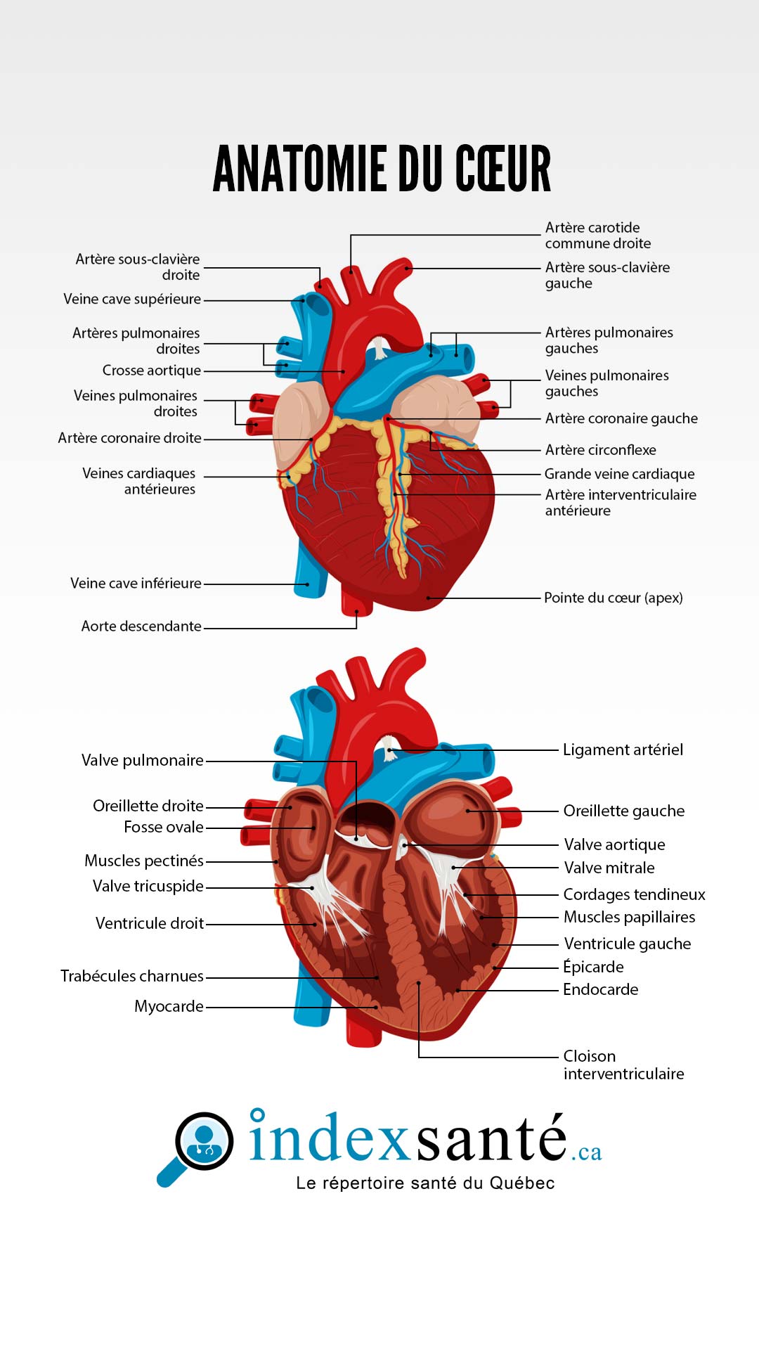 Anatomie du cœur