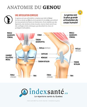 Anatomie du genou