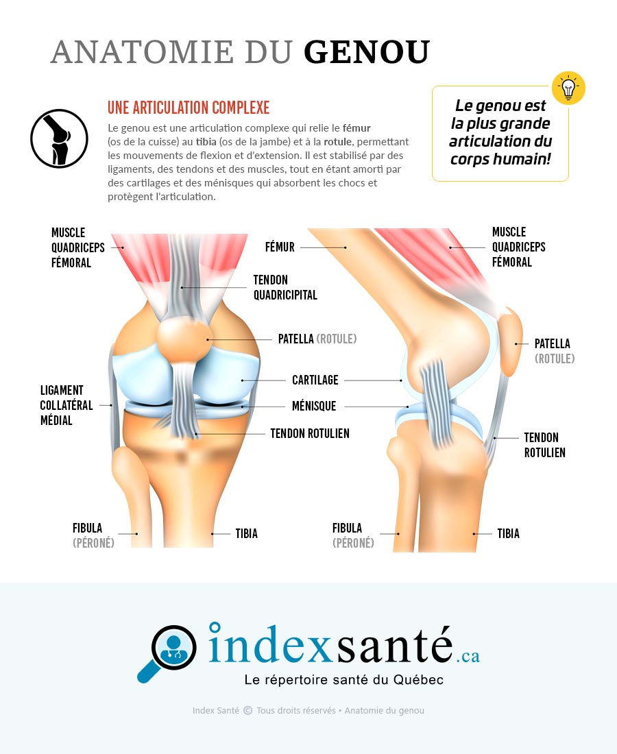 Anatomie du genou (infographie)