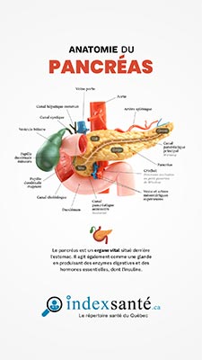 Anatomie du pancréas