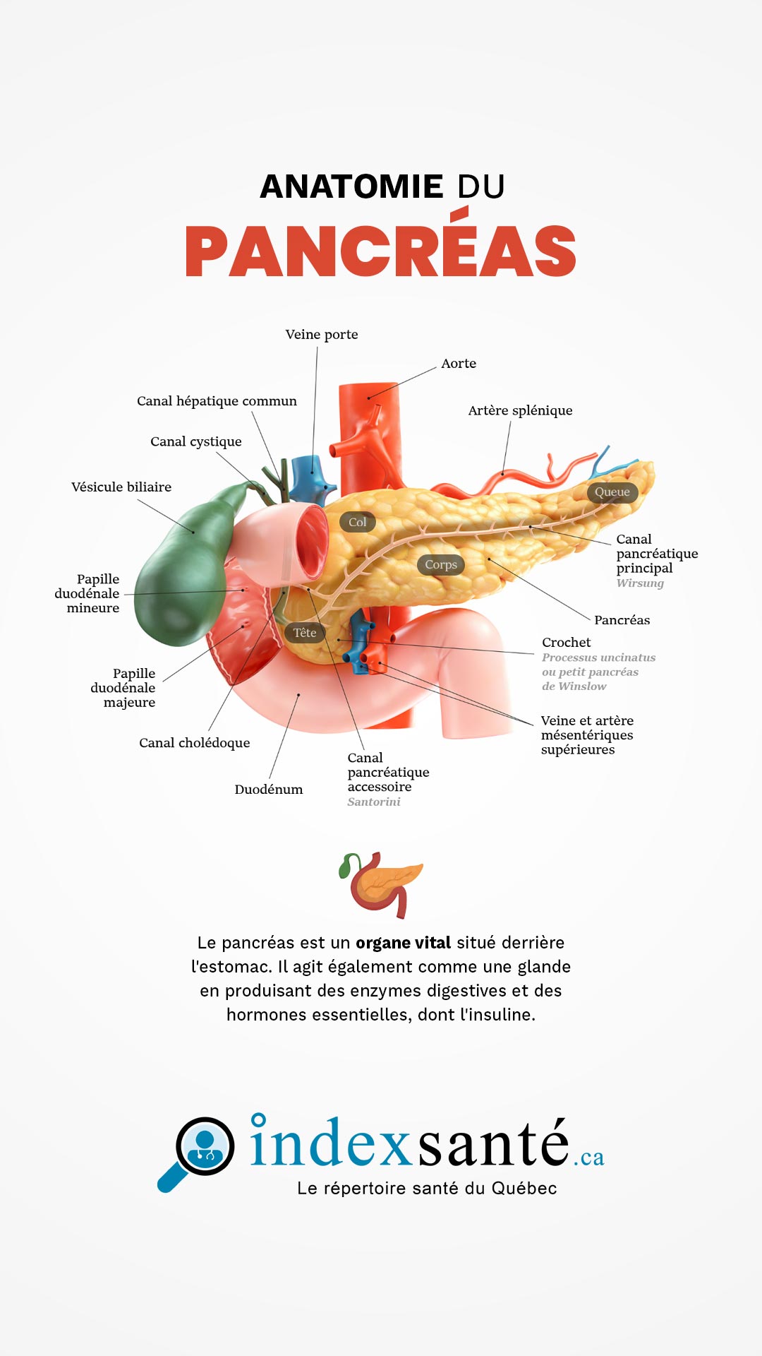 Anatomie du pancréas (infographie)
