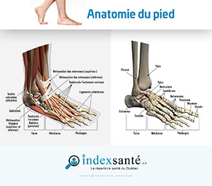 Anatomie du pied