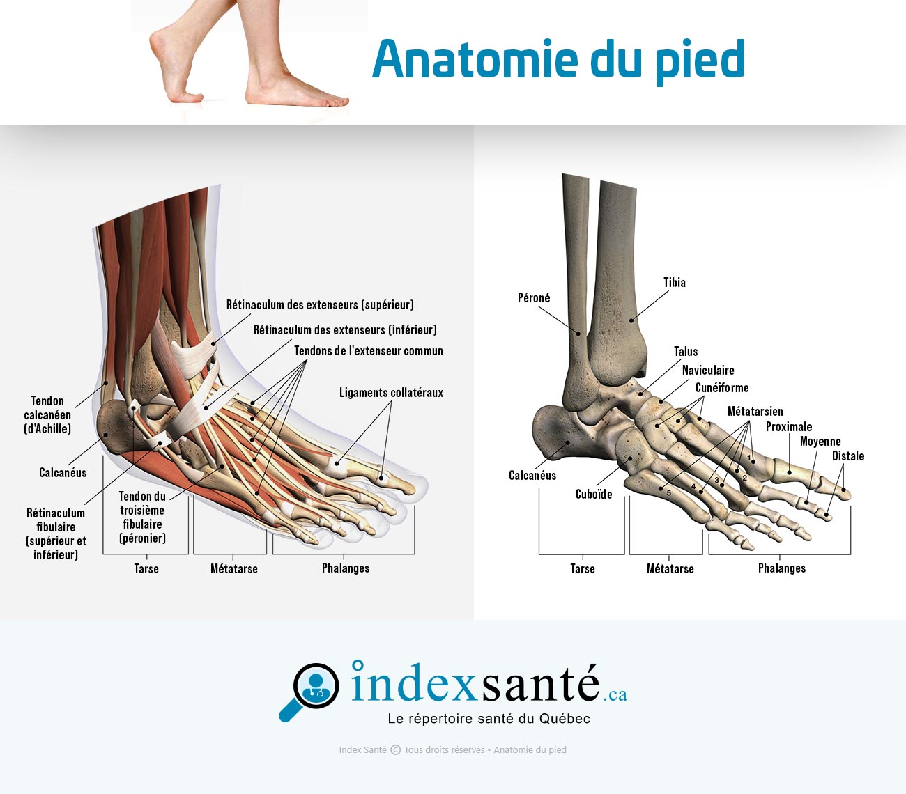 Anatomie du pied (infographie)