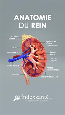 Anatomie du rein