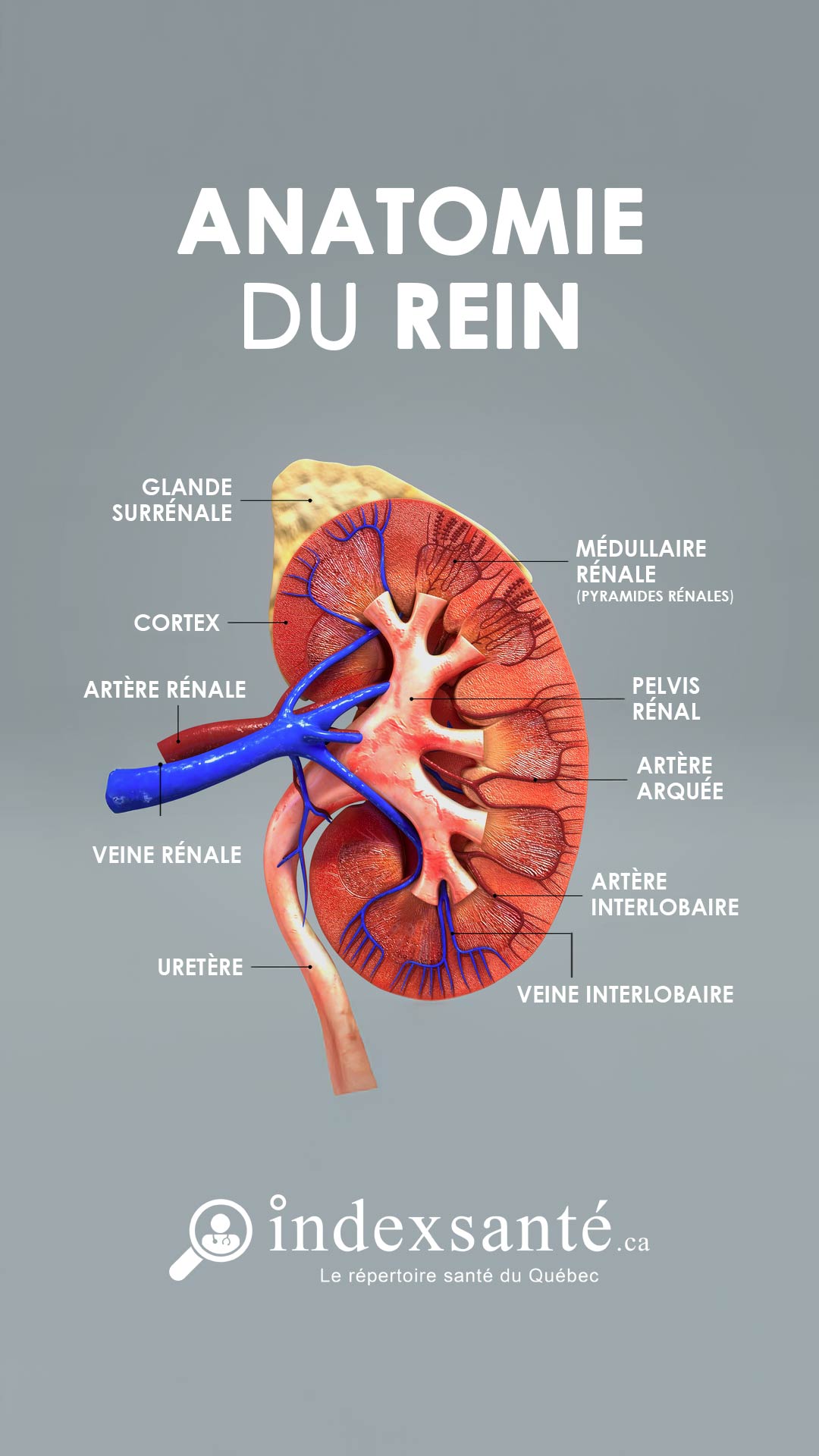 Anatomie du rein