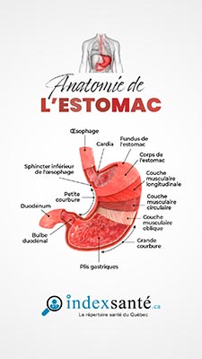 Anatomie de l'estomac