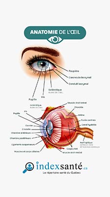 Anatomie de l'œil