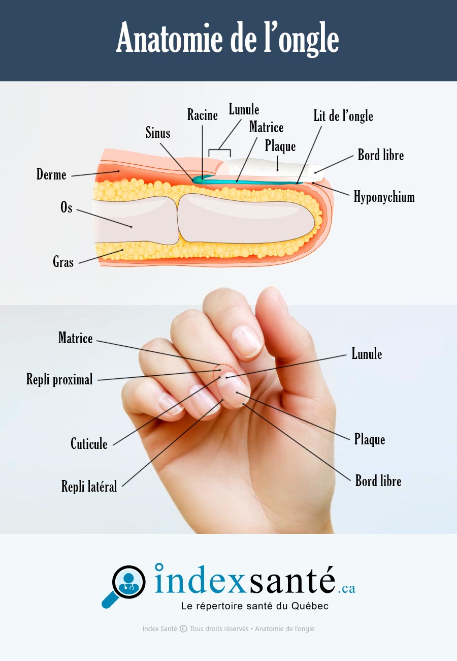 Anatomie de l'ongle (infographie)