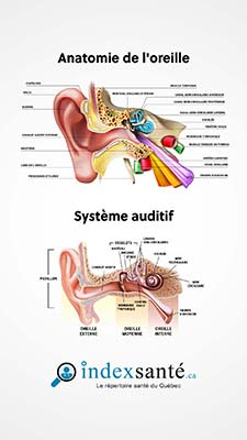 Anatomie de l'oreille