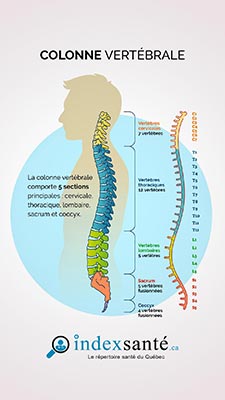 La colonne vertébrale