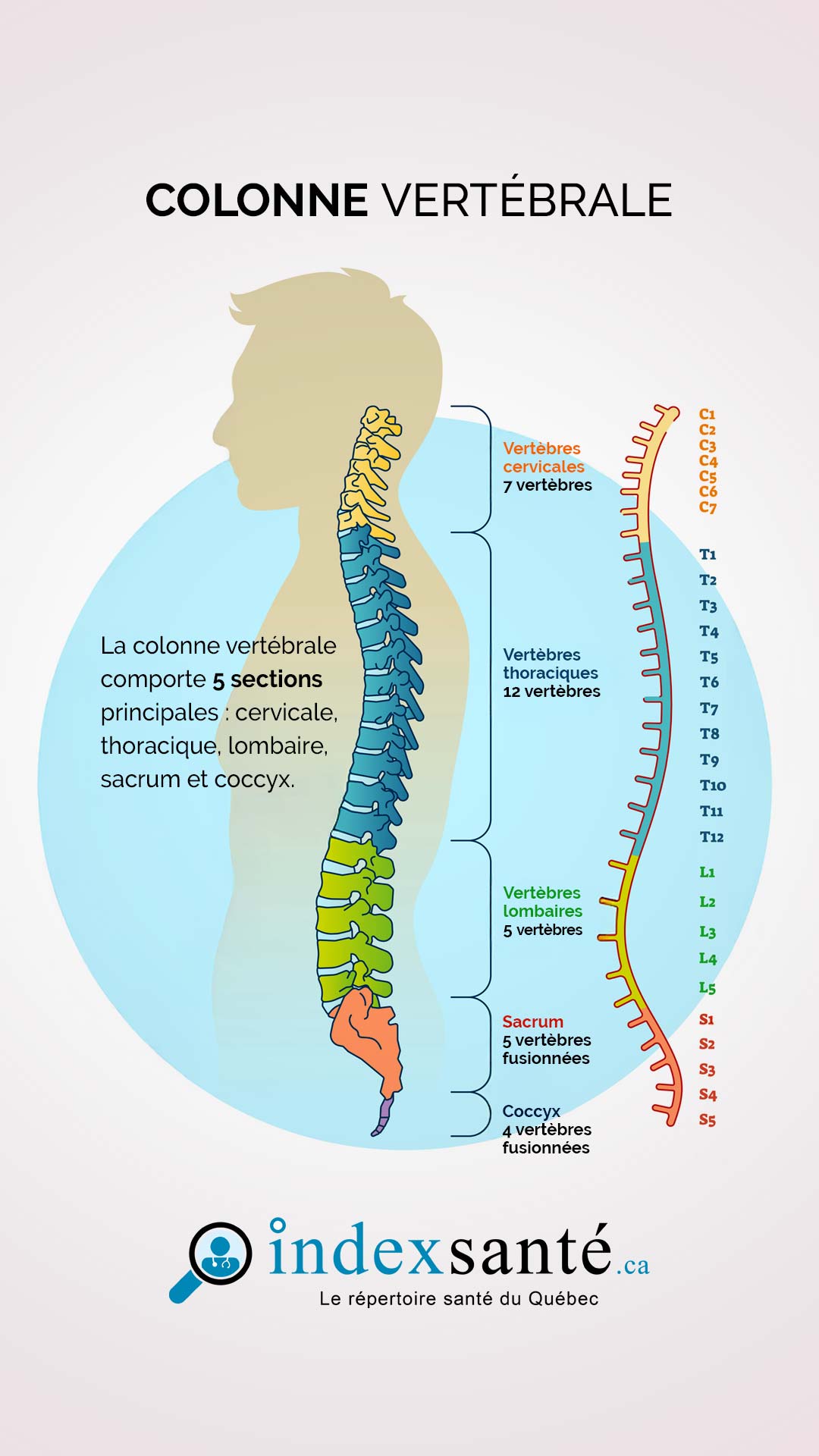 La colonne vertébrale (infographie)