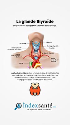 La glande thyroïde