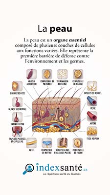 La peau