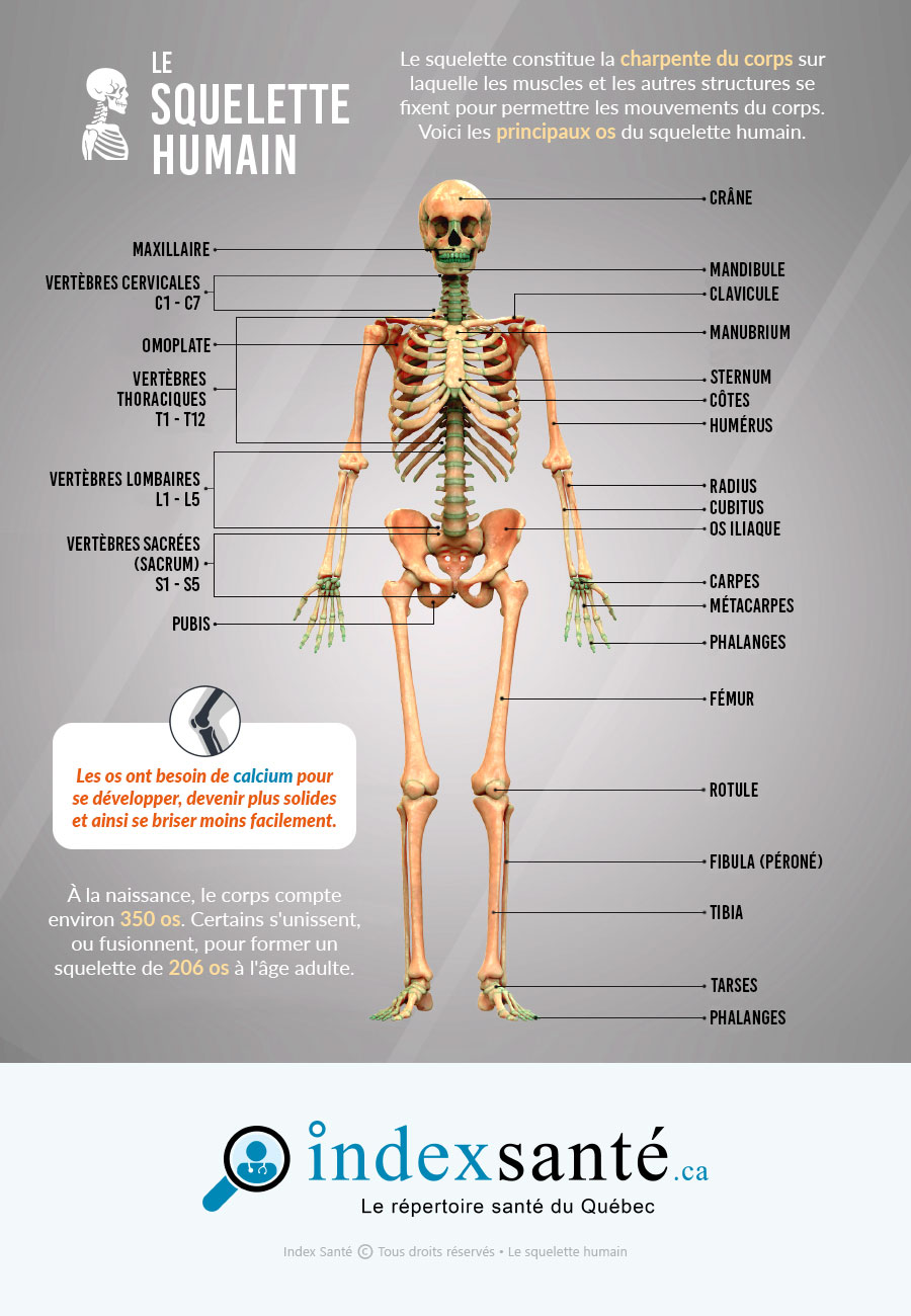 Le squelette humain (infographie)