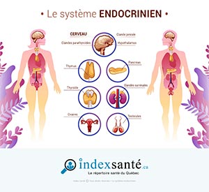 Le système endocrinien