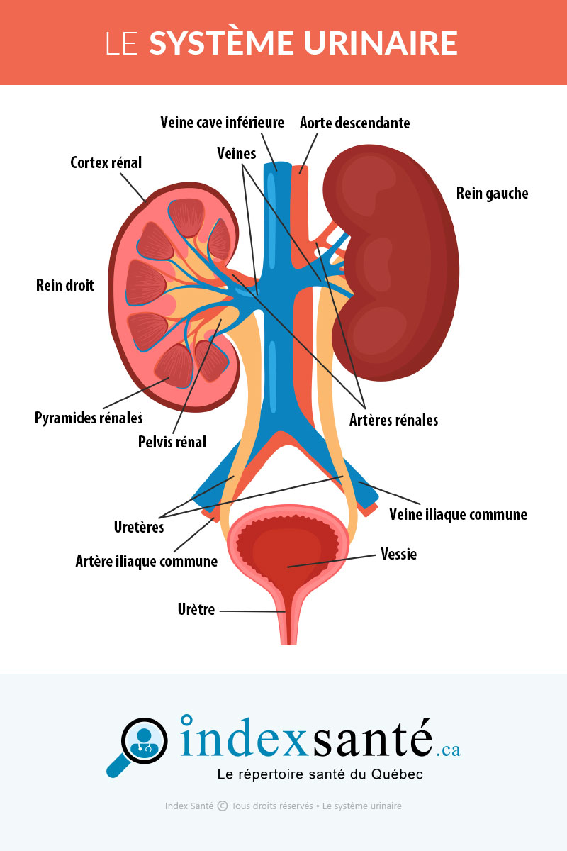 Le système urinaire (infographie)