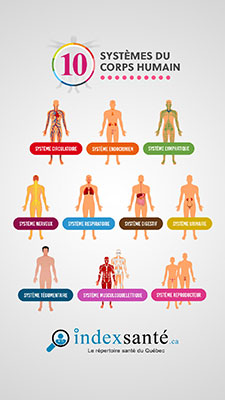 Les 10 systèmes du corps humain