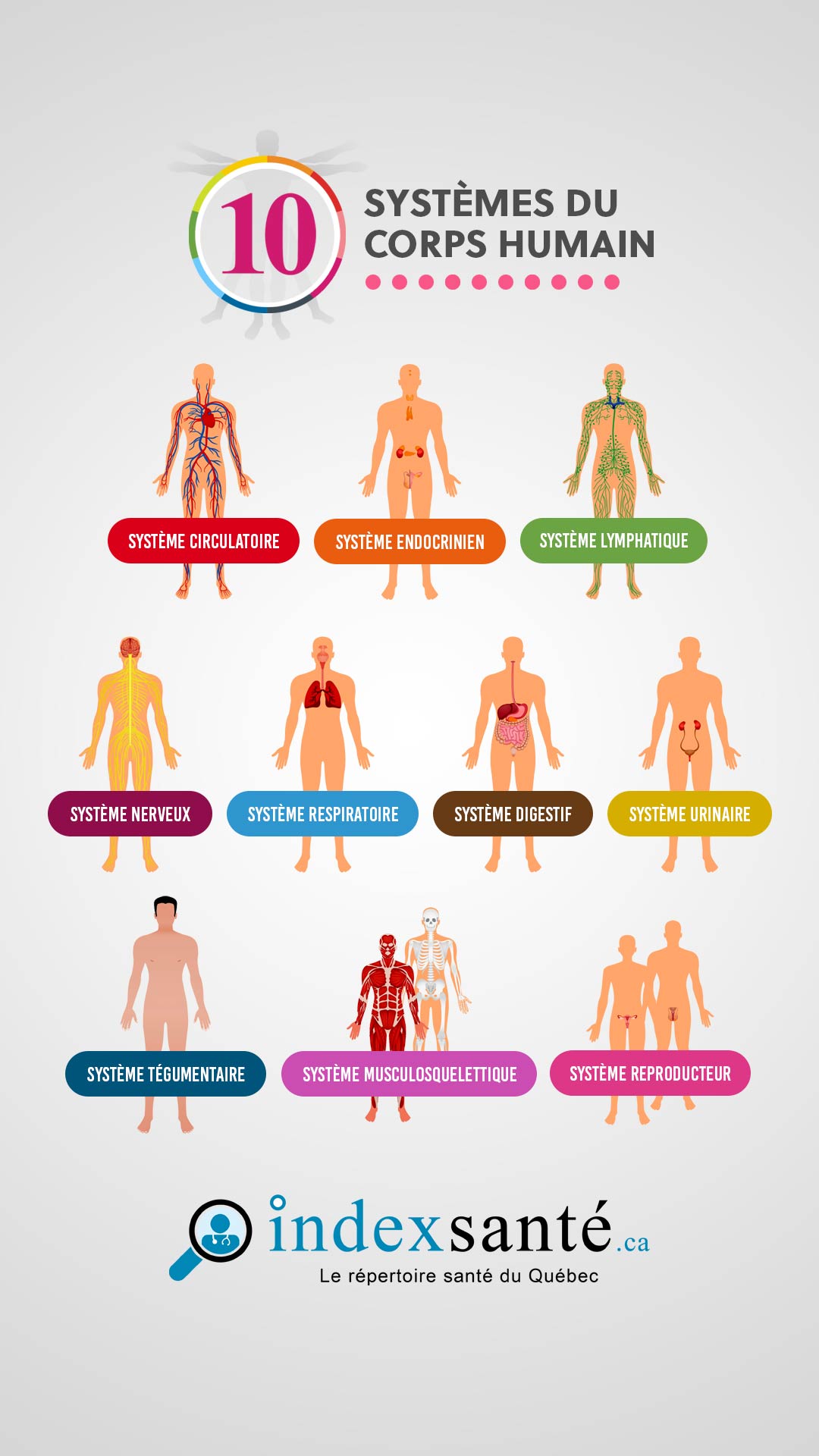 Les 10 systèmes du corps humain (infographie)