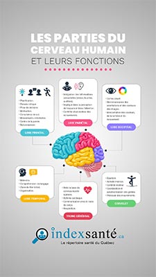 Les parties du cerveau humain et leurs fonctions
