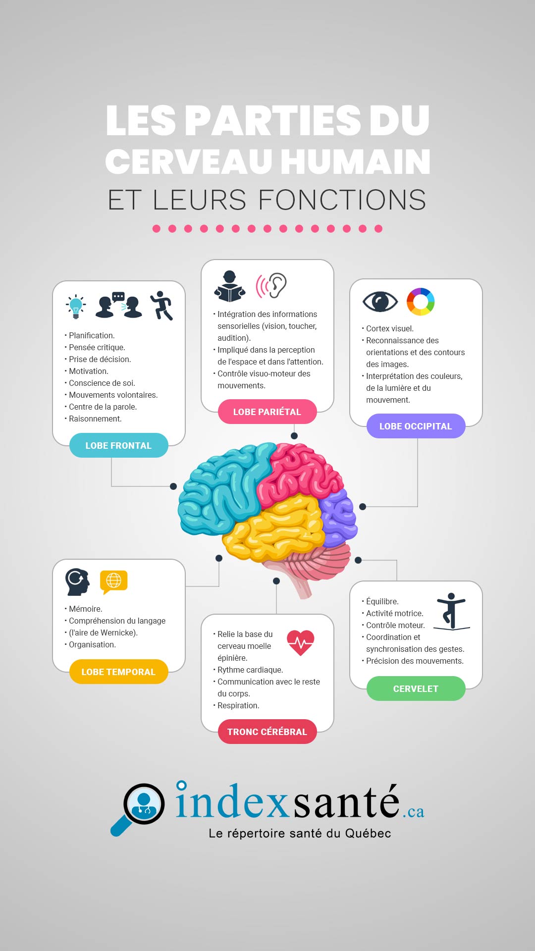 Les parties du cerveau humain et leurs fonctions